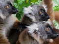 Lemuri incuriositi